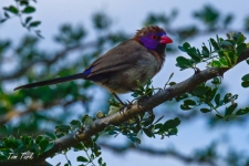 ptiči/birds