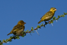 ptiči/birds