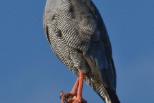 ptiči/birds