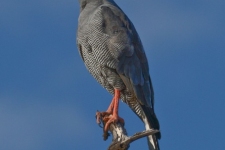 ptiči/birds