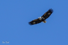ptiči/birds