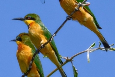 ptiči/birds