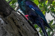 ptiči/birds