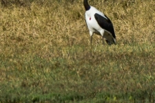 ptiči/birds