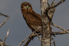 ptiči/birds