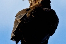 ptiči/birds