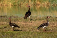 ptiči/birds