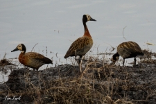 ptiči/birds