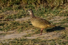 ptiči/birds