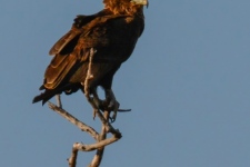 ptiči/birds