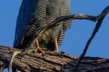 ptiči/birds
