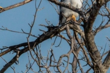 ptiči/birds