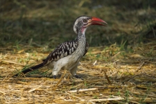 ptiči/birds