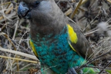 ptiči/birds