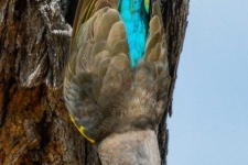 ptiči/birds