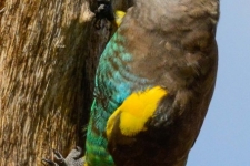 ptiči/birds