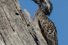 ptiči/birds