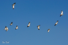 ptiči/birds