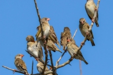 ptiči/birds