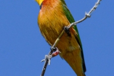 ptiči/birds