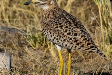 ptiči/birds
