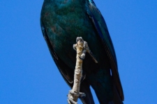 ptiči/birds