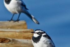 ptiči/birds