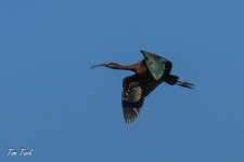 ptiči/birds