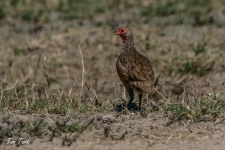 ptiči/birds
