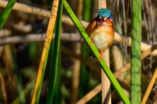 ptiči/birds