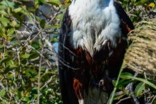 ptiči/birds