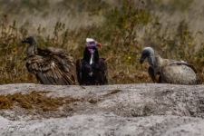 ptiči/birds