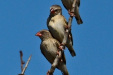 ptiči/birds