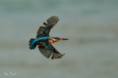 HR_ptic_inovo-265-of-280