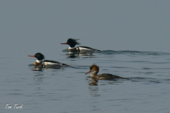 HR_ptic_inovo-316-of-280