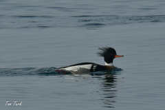 HR_ptic_inovo-318-of-280