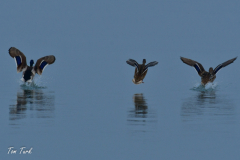 HR_ptic_inovo-333-of-280