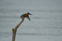 HR_ptic_inovo-391-of-280