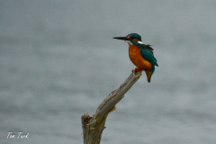 HR_ptic_inovo-392-of-280