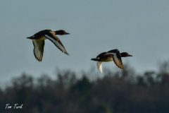 HR_ptic_inovo-428-of-280