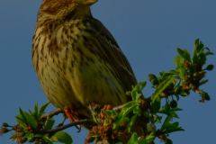 HR_ptic_inovo-468-of-280