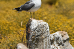 ptici-cres-100-of-106