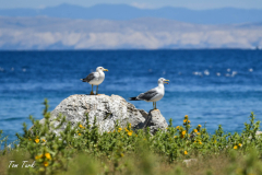 ptici-cres-102-of-106