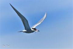 ptici-cres-104-of-106