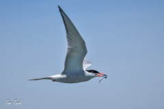 ptici-cres-105-of-106