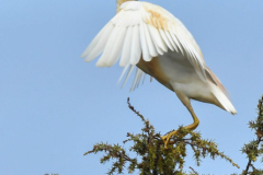 ptici-cres-42-of-106