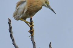 ptici-cres-61-of-106