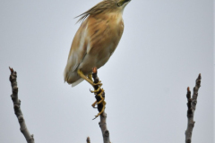 ptici-cres-64-of-106