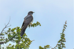 ptici-cres-72-of-106