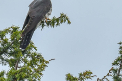 ptici-cres-73-of-106